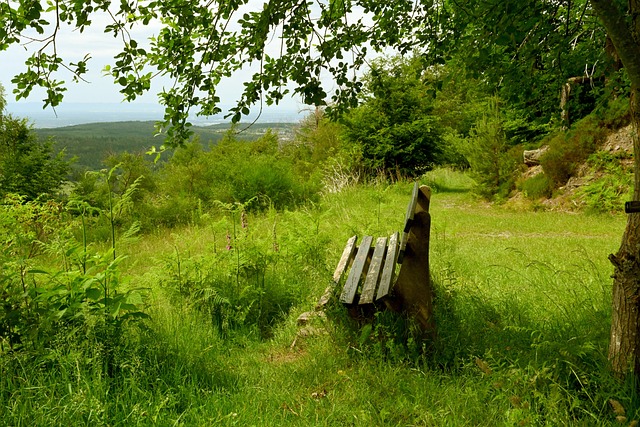 勒布朗的场 勒布朗的场